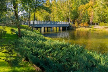 pitoresk kıyı ve sigara bir lider için geniş bir köprü üzerinde bulunan bir huş ağacı koru