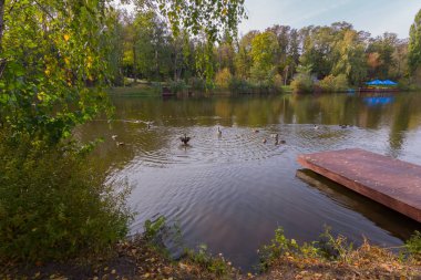 Su kuşları ördek gölün ortasındaki küçük bir ahşap iskele ile kıyıya yakın: