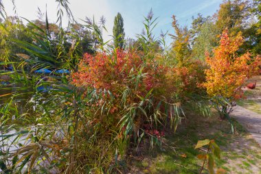 Bitki bush ile kırmızı ve turuncu yaprak. Ve mavi gökyüzü