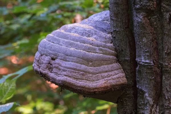 The fungus is built-up on the trunk of a tree. Light brown color of strong structure and interesting appearance. — Stock Photo, Image