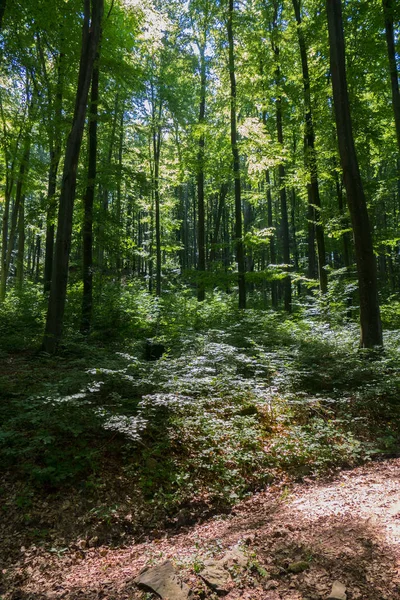 A scrubby forest path against the backdrop of an impenetrable wild forest with huge trees — Stock Photo, Image