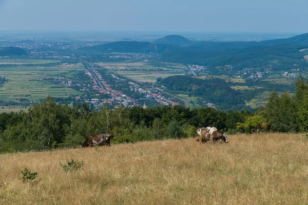 W polu z widokiem na zielone góry i wieś pasą się krowy — Zdjęcie stockowe