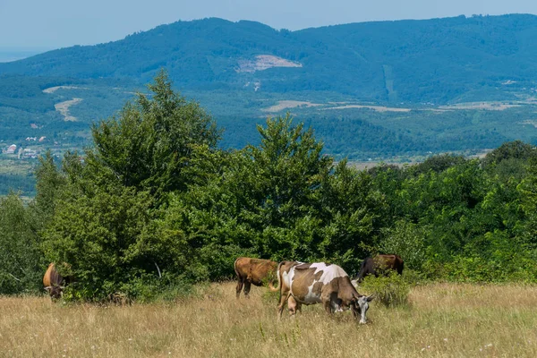 Vacas caseras pastando pacíficamente en un prado con hierba quemada junto a los árboles contra el telón de fondo de las laderas de las montañas . —  Fotos de Stock