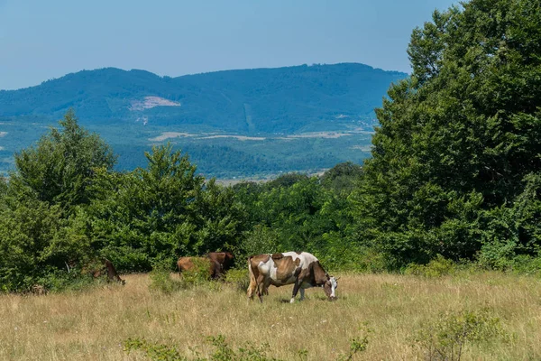 Vacas pastando en un prado en medio del bosque de los Cárpatos —  Fotos de Stock