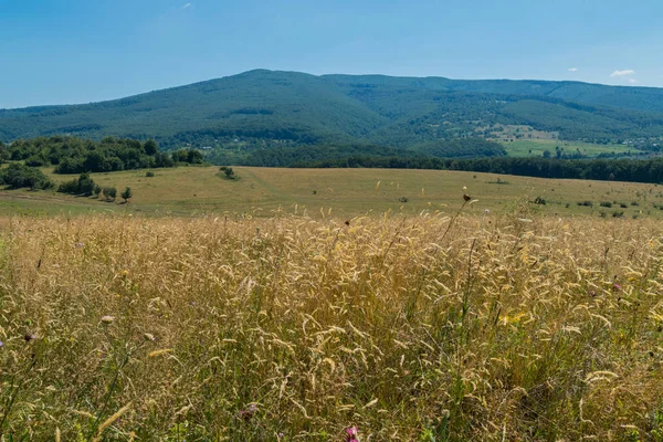 Kolossales goldenes Feld vor einem grünen Berghang — Stockfoto