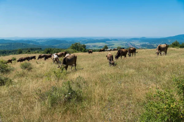 Vacas pacíficamente pastando en una colina alta con hierba seca. Bajo el sol de verano con una hermosa vista de la ciudad que yace en el valle . —  Fotos de Stock
