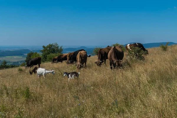 Cabras y vacas pastando en laderas fértiles de montaña —  Fotos de Stock