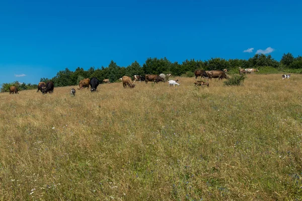 a herd of cows and goats in a clearing in the middle of the forest