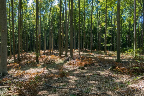 Όρνιθες κόψιμο δέντρων μεταξύ νέων υψηλής ο γάβρος σε ένα σπάνιο δάσος — Φωτογραφία Αρχείου