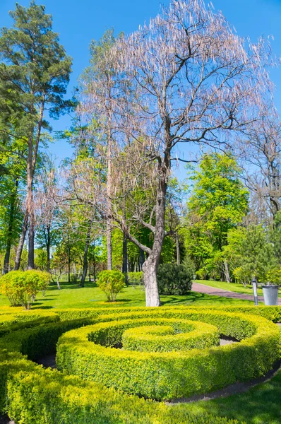 Green bushes in the park are planted in the form of a spiral labyrinth. Beauty and only — Stock Photo, Image