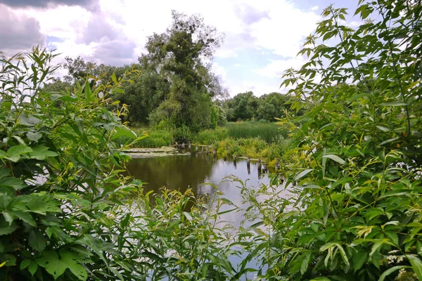 Маленький пруд, спрятанный в зелени деревьев и растущий на берегу травы — стоковое фото