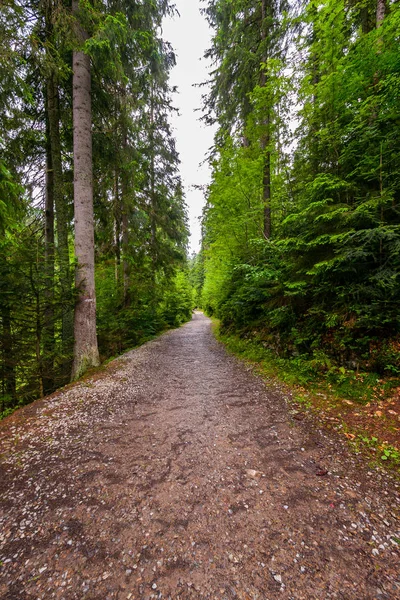 緑高の針葉樹の深さで風変わりな狭い林道 — ストック写真