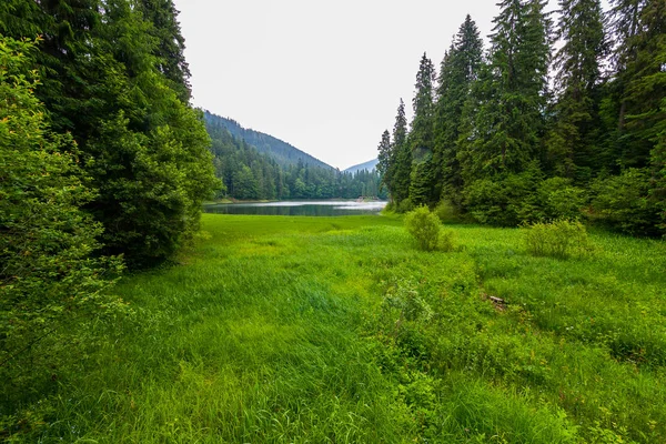 Forest glade with high fir trees and other deciduous trees against the background of a transparent lake in the distance