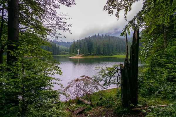 Bulutlu bir günde göl kıyısında ormandaki yaşlı ağaç