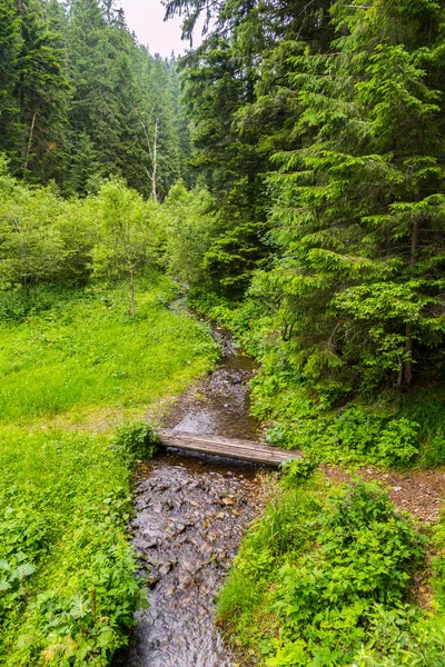 Uma ponte através de um córrego rápido da montanha em uma floresta do abeto — Fotografia de Stock