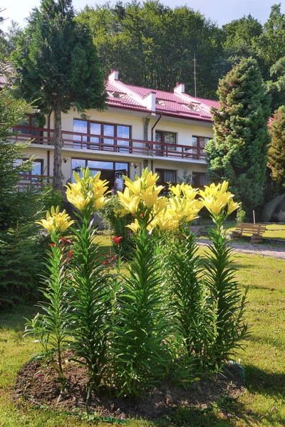 Beautiful yellow lilies with long green stems growing on a green lawn at the backdrop of a holiday home with balconies and a tiled roof . — стоковое фото