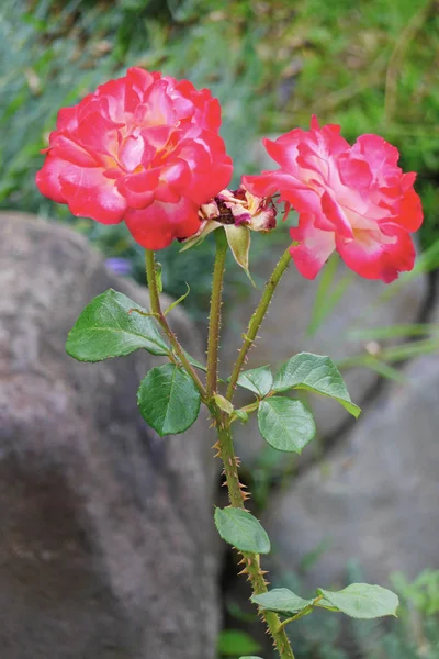 Rosa delicata con petali rossi e piccole spine sul gambo — Foto Stock