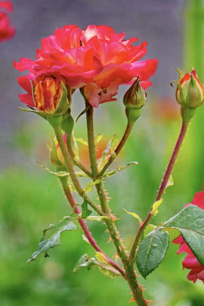A flower of orange roses is revealed on densely covered stems with sharp spikes