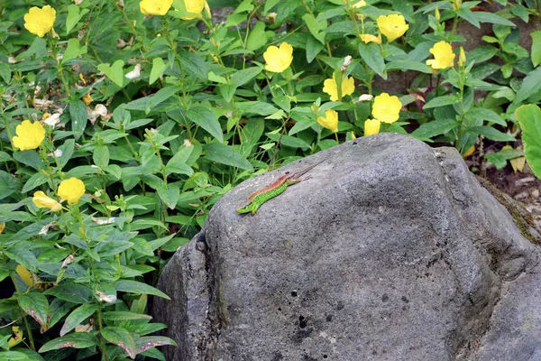 A multicolored lizard crawls along a huge stone boulder against the background of tall green bushes with yellow flowers — Stock Photo, Image