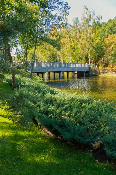 Interessante Büsche, die am Ufer des Flusses wachsen und die Brücke erreichen, die zum Birkenhain führt — Stockfoto