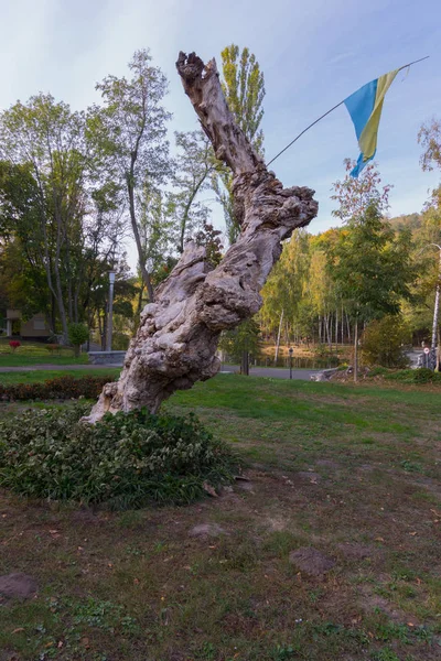 En besynnerlig stammen av ett gammalt träd med utväxter med en flagga på det växer bland gröna växter på en gräsmatta med bränt gräs. — Stockfoto