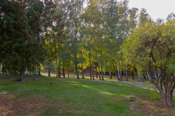 Travnatý trávník v parku nedaleko cesty s tuy a březové stromy — Stock fotografie