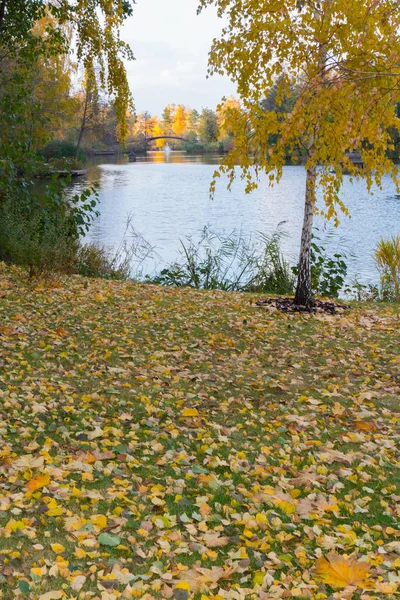 A costa do lago com um pequeno vidoeiro e folhas caídas no fundo de uma fonte e uma ponte na distância — Fotografia de Stock