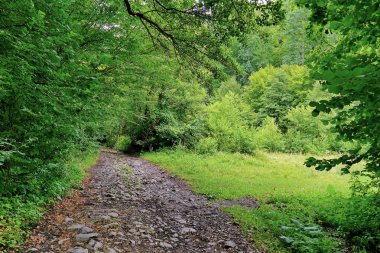 Birçok küçük taşlarla kirli bir yolun yeşil orman çalılıkları geçer
