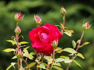 Yalnız kırmızı bir gül tomurcukları bir sürü tarafından çevrili bir Bush. Yaprakları çiğ damlaları ile kaplıdır
