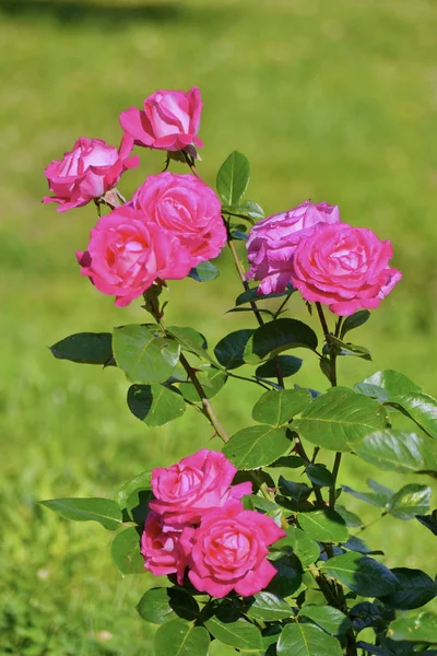 Un hermoso arbusto de rosas con hojas verdes sobre un tallo delgado. Hermosas flores de cualquier ramo . —  Fotos de Stock