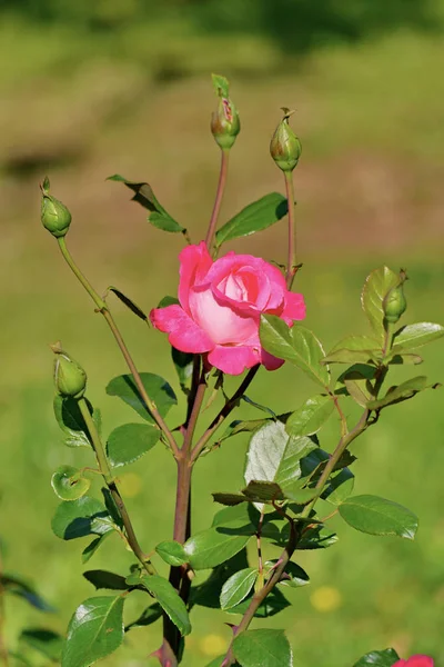 Un rosal con un montón de brotes sin descubrir, pero sólo una rosa ha florecido hasta ahora —  Fotos de Stock