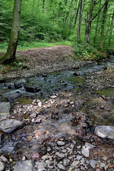 Маленький ручей, бегущий между маленькими камнями в лесу чаще — стоковое фото