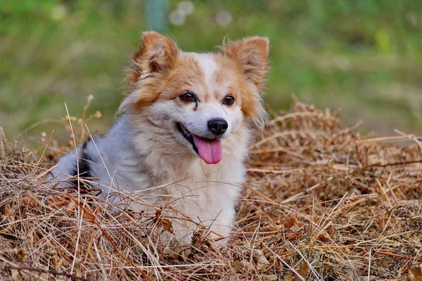 En söt och glad liten hund visar tungan medan du sitter på ett hö mitt i en grön gräs — Stockfoto