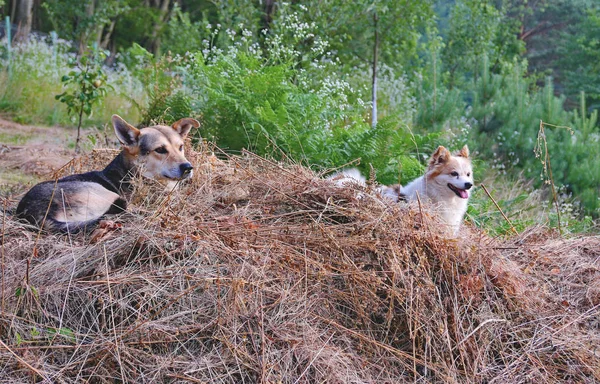 Umístěte dva psí kamarádi v suché, suché seno pod širým nebem — Stock fotografie
