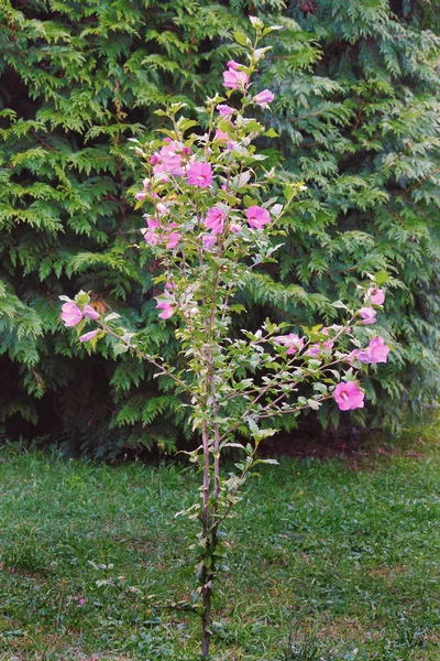 Un arbusto alto con flores rosadas sobre un fondo de abeto —  Fotos de Stock