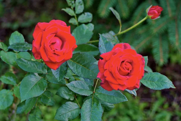 En el foco están las rosas rojas de terciopelo en el verde de las hojas oscuras —  Fotos de Stock