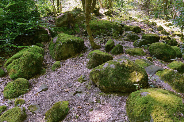 Large stone boulders covered with green moss under trees in the woods