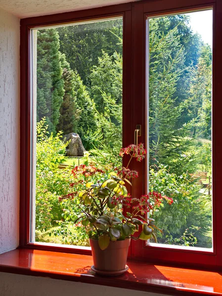 Piękny widok przez okna drewniane okna z puli posadzone na parapet z bujną kwiat. — Zdjęcie stockowe