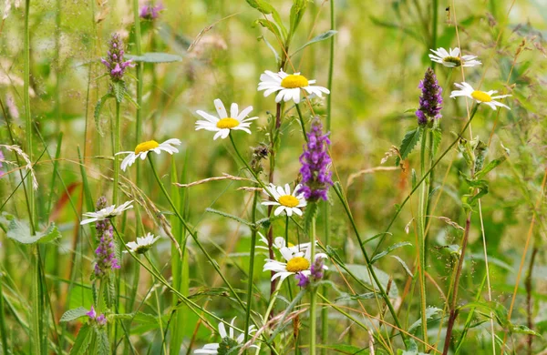 Purple heather flowers and chamomile decorate green meadow grass — Stock Photo, Image