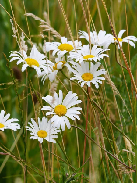 A flower that is usually used to quickly tell off tearing off petals is a beautiful chamomile.