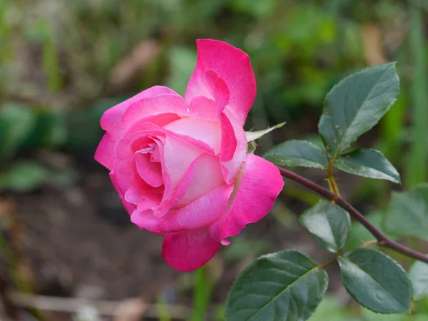 Rosa rosada suave con una flor inclinada semi-expuesta en el jardín —  Fotos de Stock