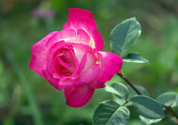 Stor lummig rosa ros på en hög stjälk med gröna bladen i ett makro skott — Stockfoto