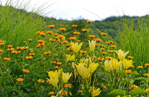 Eine Gruppe gelber Blumen und Lilien inmitten des hohen grünen Grases — Stockfoto