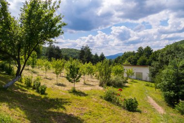 Genç fidan ağaçlar, yeşil çam ağaçları ve güzel çiçekler yeşil bir dağ yamacında.