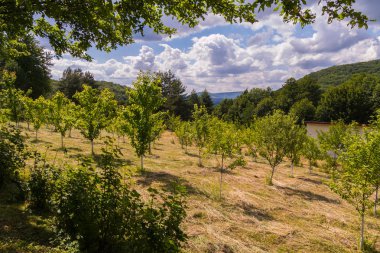 Kuru ot sahip bir dağ yamacında genç bir bahçe