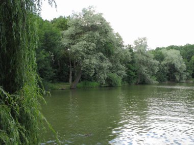su yüzeyinde küçük bir dalgalanma ile bir havuzda yüzen ördek