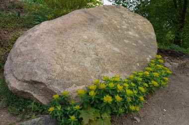 Büyük bir taşın koruması altında sarı narin çiçekler.