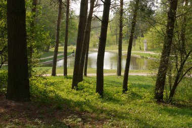 Yeşil su ile bir gölet arka planda yeşil bir çim üzerinde farklı kalınlıkta Sobury ağaçları