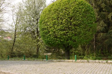 Fayans ile kaplı sokak yakınındaki parkta büyük bir bereketli uzun yaprak döken ağaç