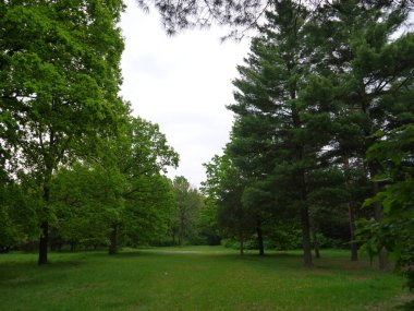 Yüksek yaprak döken ağaçlar bir yeşil arka planı sorunsuz çim kesme